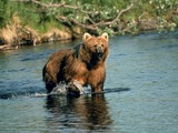 Brown Bear Brown_bear_in_creek