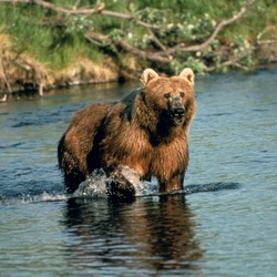 Brown Bear Brown_bear_in_creek