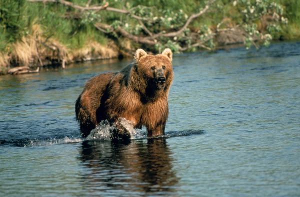 Brown Bear Brown_bear_in_creek