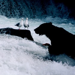 Brown Bear Brown_bear_seaguls