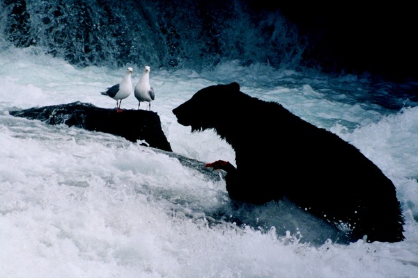 Brown Bear Brown_bear_seaguls