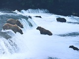 Brown Bear Brown_bears_brooks_falls