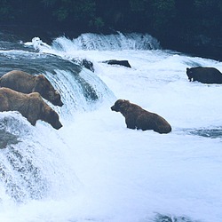 Brown Bear Brown_bears_brooks_falls