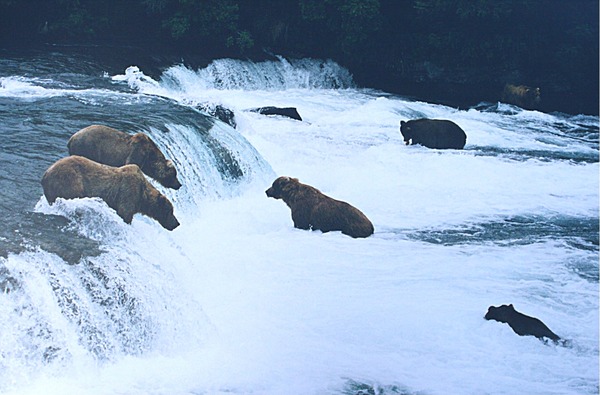 Brown Bear Brown_bears_brooks_falls