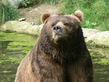 Brown Bear Closeup kodiak hamburg