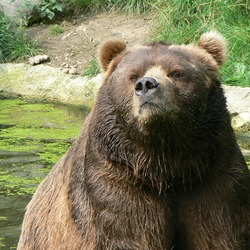 Brown Bear Closeup kodiak hamburg