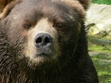 Brown Bear Closeup_kodiak_bear_male