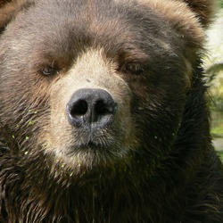 Brown Bear Closeup_kodiak_bear_male
