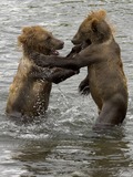 Brown Bear Cubs Playing Ursus arctos