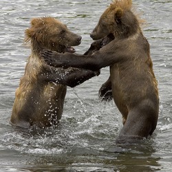 Brown Bear Cubs Playing Ursus arctos