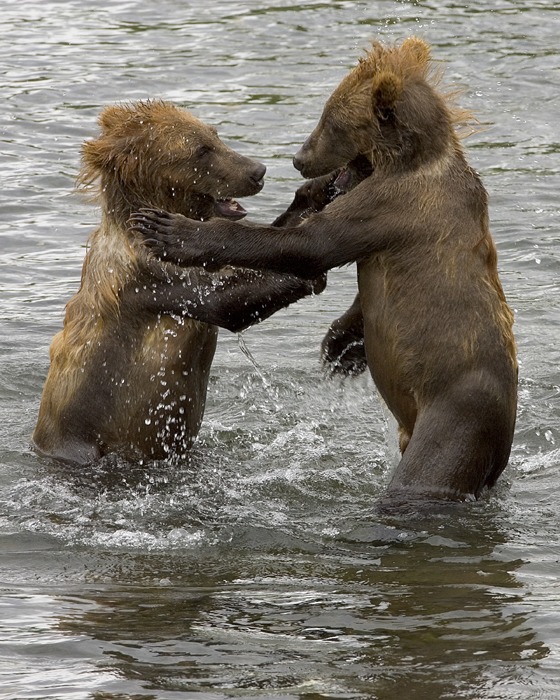 Brown Bear Cubs Playing Ursus arctos