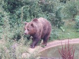 Brown Bear Photo Gallery