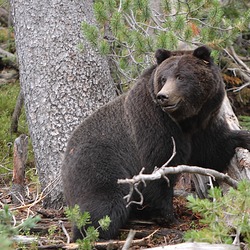 Brown Bear Female_Black_Grizzly_Bear_(Ursus_arctos_horribilis)