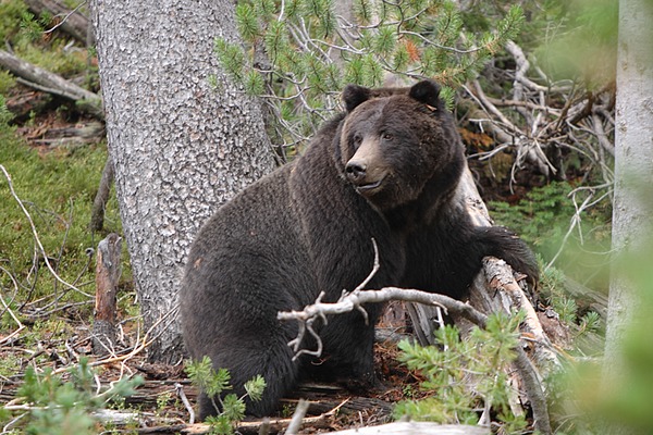 Brown Bear Female_Black_Grizzly_Bear_(Ursus_arctos_horribilis)