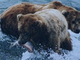 Brown Bear Fishing Grizzly salmon