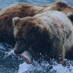 Brown Bear Fishing Grizzly salmon