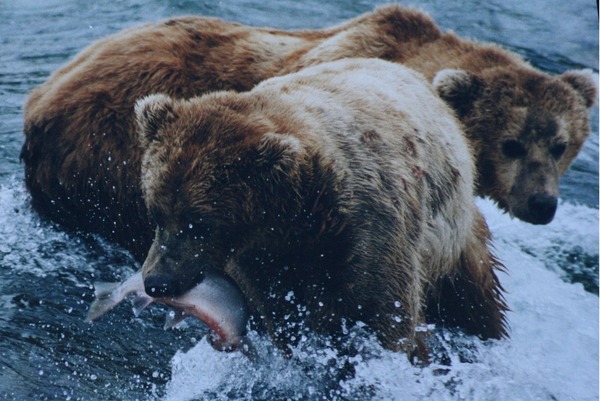 Brown Bear Fishing Grizzly salmon
