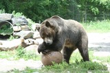 Brown Bear Photo Gallery