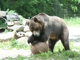 Brown Bear Grizzly Bear Lounging