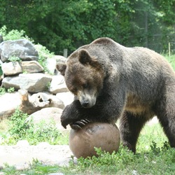 Brown Bear Grizzly Bear Lounging