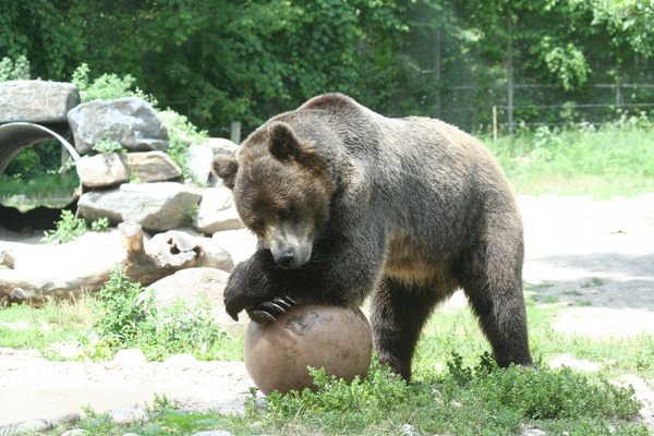 Brown Bear Grizzly Bear Lounging