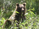 Brown Bear Grizzly Beaver Creek
