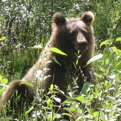 Brown Bear Grizzly Beaver Creek