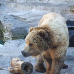 Brown Bear Grizzly Buffalo Zoo
