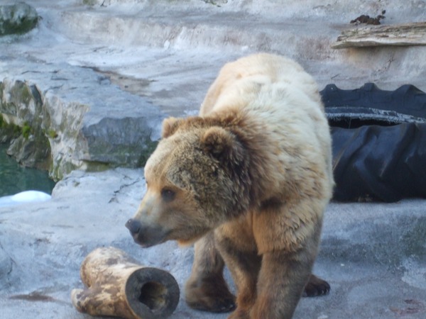 Brown Bear Grizzly Buffalo Zoo