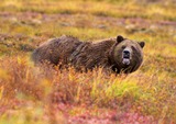 Brown Bear Photo Gallery