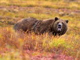 Brown Bear Grizzly Denali Ursus arctos