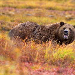 Brown Bear Grizzly Denali Ursus arctos