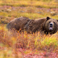 Brown Bear Grizzly Denali Ursus arctos