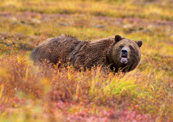 Brown Bear Grizzly Denali Ursus arctos