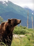 Brown Bear Grizzly Oso Alaska