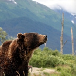 Brown Bear Grizzly Oso Alaska