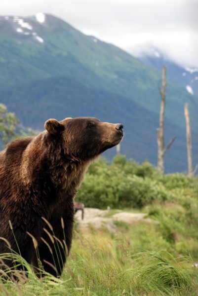 Brown Bear Grizzly Oso Alaska