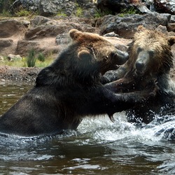 Brown Bear Grizzly San Francisco Zoo