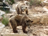 Brown Bear Photo Gallery