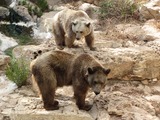 Brown Bear Grizzly Ursus arctos (2)