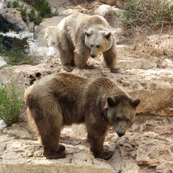 Brown Bear Grizzly Ursus arctos (2)
