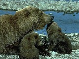 Brown Bear Grizzly Ursus arctos (3)