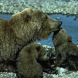 Brown Bear Grizzly Ursus arctos (3)