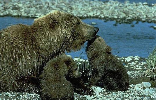 Brown Bear Grizzly Ursus arctos (3)