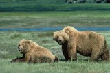 Brown Bear Photo Gallery