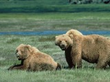 Brown Bear Grizzly Ursus arctos (4)