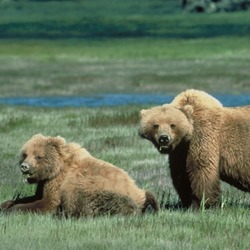 Brown Bear Grizzly Ursus arctos (4)