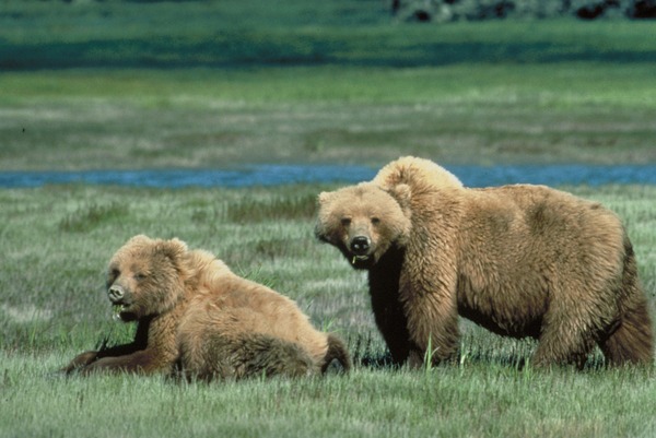 Brown Bear Grizzly Ursus arctos (4)