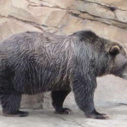 Brown Bear Grizzly Ursus arctos (5)