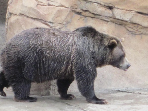 Brown Bear Grizzly Ursus arctos (5)